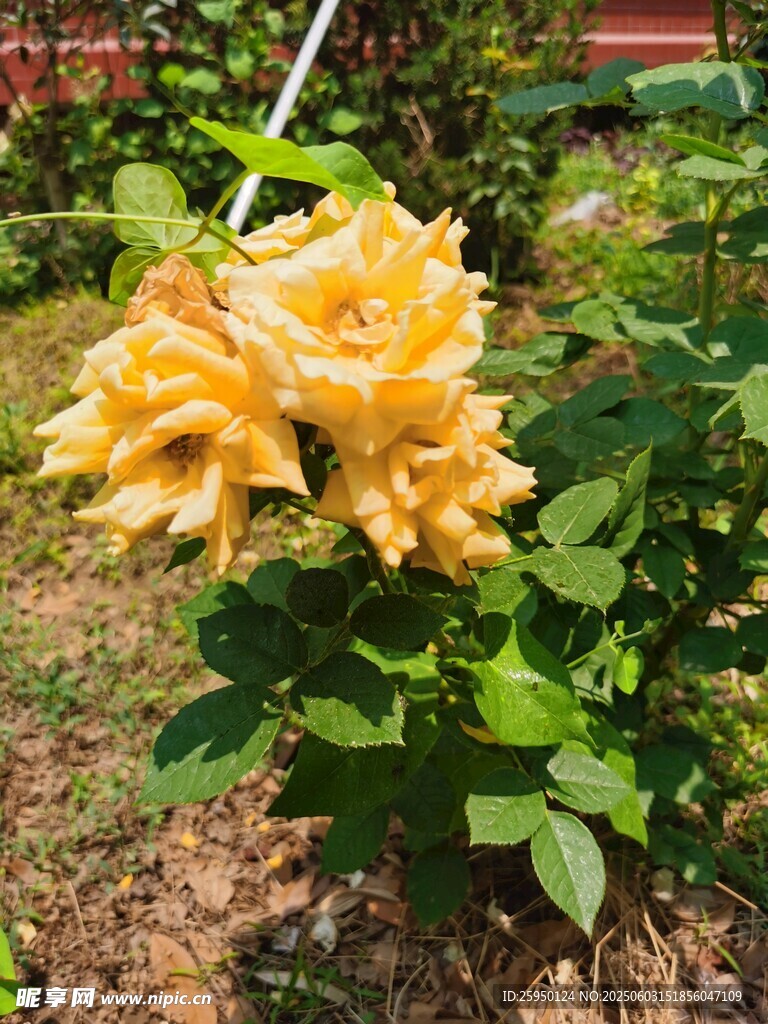 金黄盛开的娇艳月季花