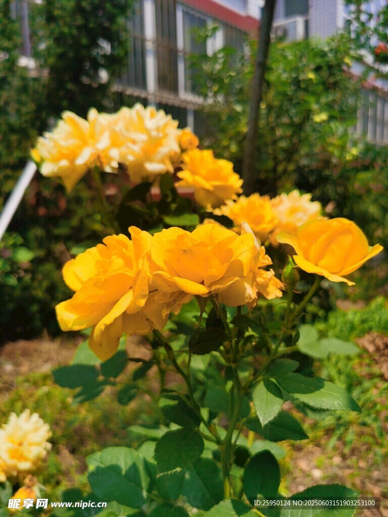 花园中绽放的黄色月季花