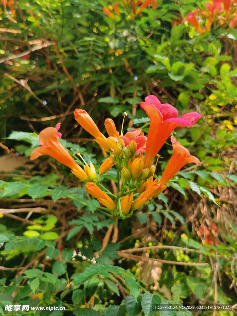 鲜艳喇叭花绽放于草丛