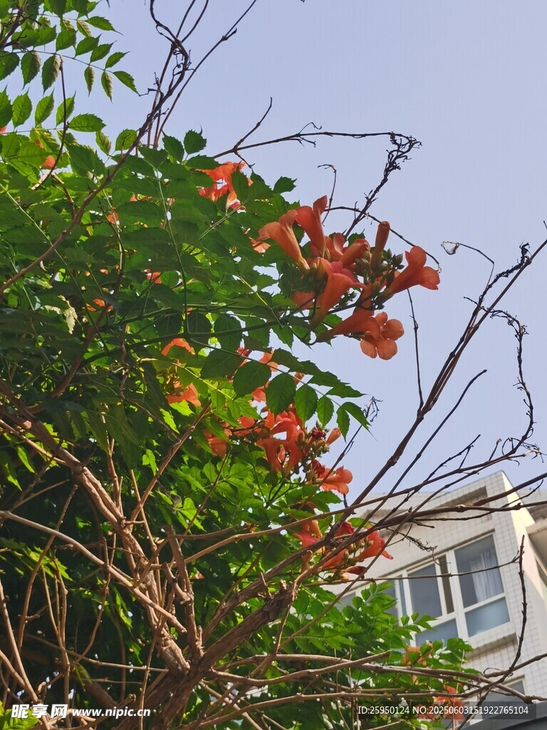 枝头红花绽绿叶映房屋