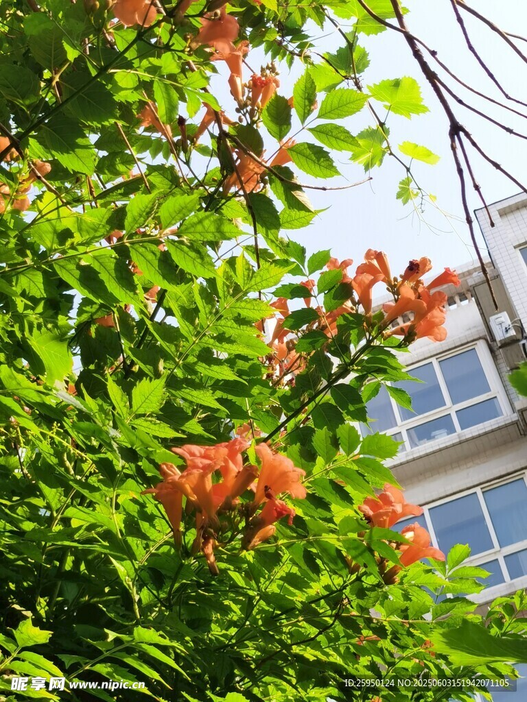 绿叶间绽放的橙红色花朵