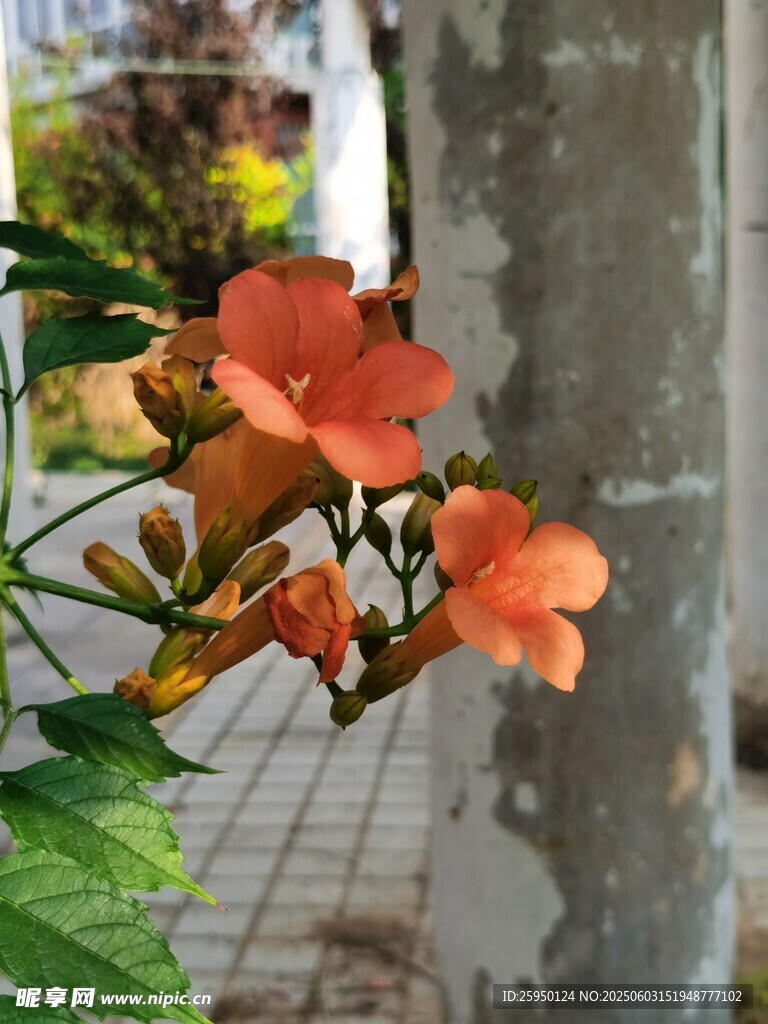 娇艳凌霄花绽放于墙边