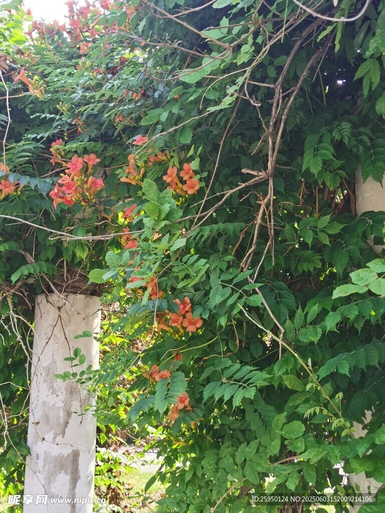 藤蔓缠绕绽放艳丽红花