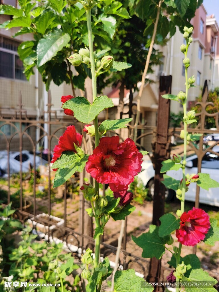 庭院中绽放的鲜艳红花朵