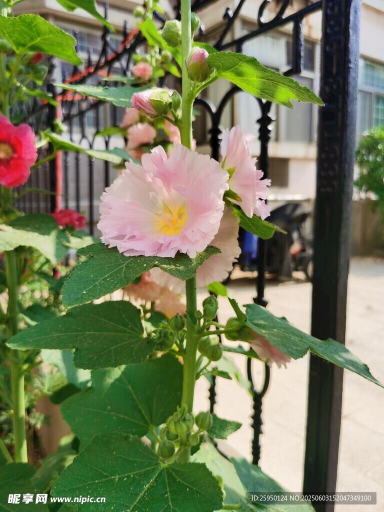 栅栏旁绽放的娇艳蜀葵花