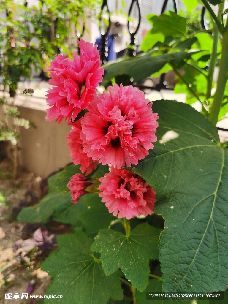 娇艳红蜀葵绽放绿叶间