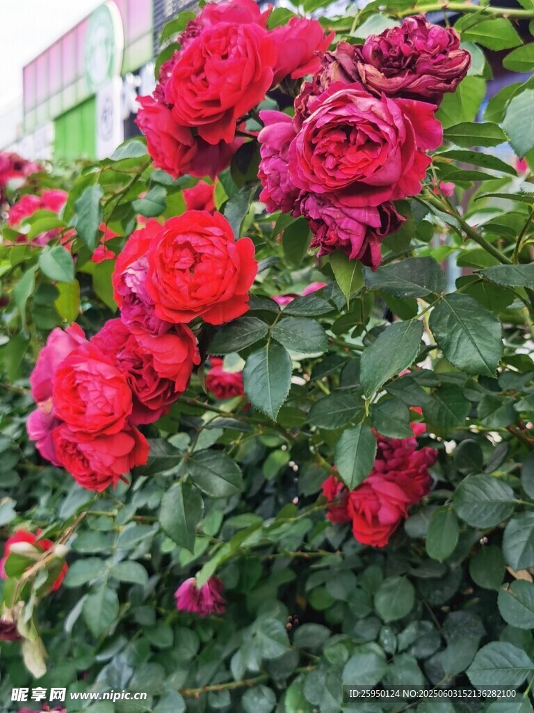娇艳盛开的红色月季花