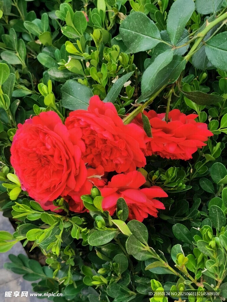 鲜艳红玫瑰绽放绿叶间