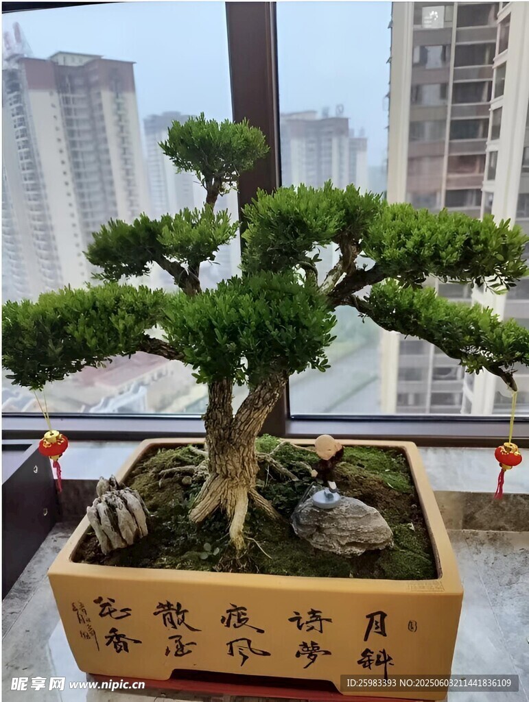 盆景