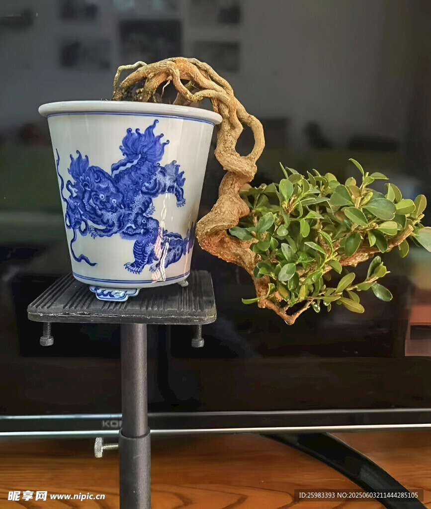 盆景