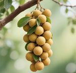 枝头饱满的龙眼果实