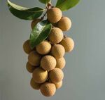一串饱满的新鲜龙眼