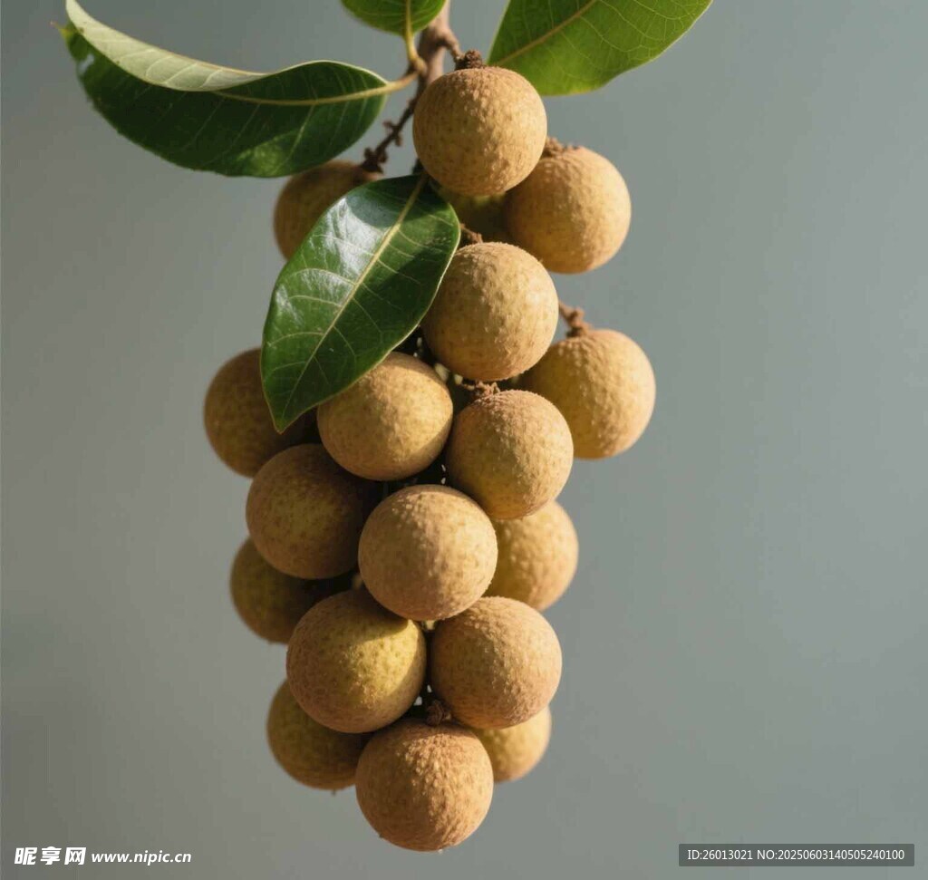 一串饱满的新鲜龙眼