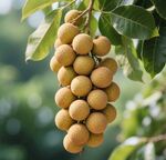 枝头饱满的龙眼果实