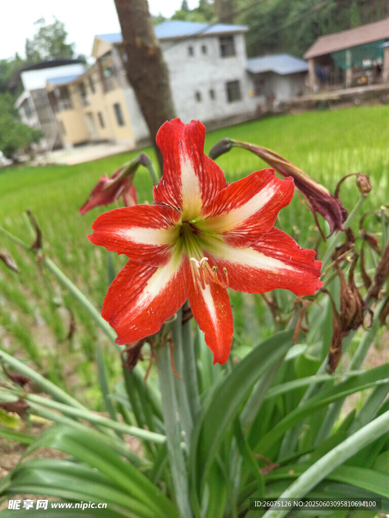 朱顶红