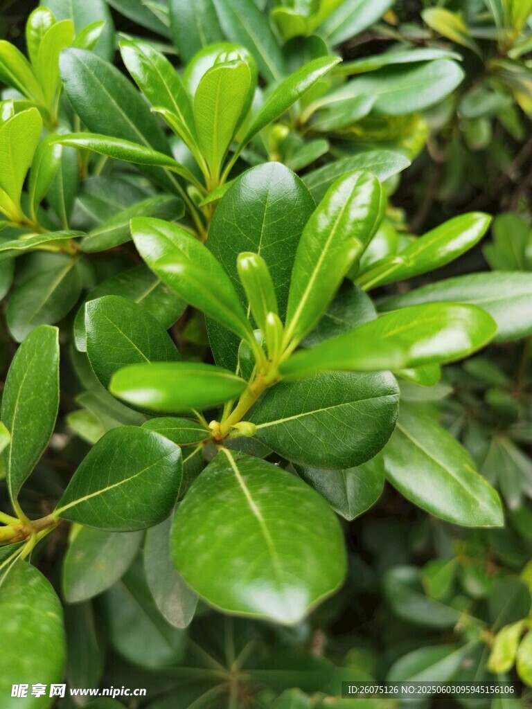 阔叶