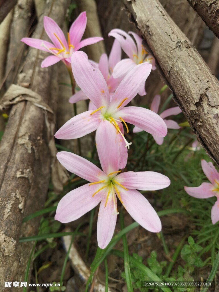 水仙花