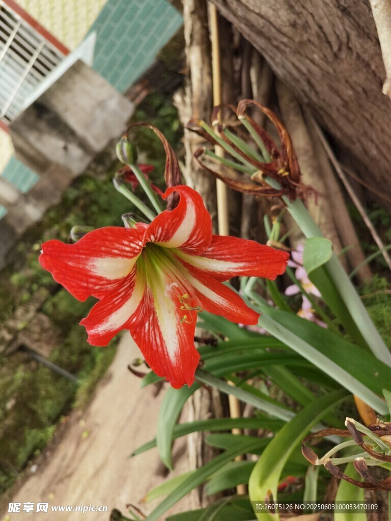 朱顶红