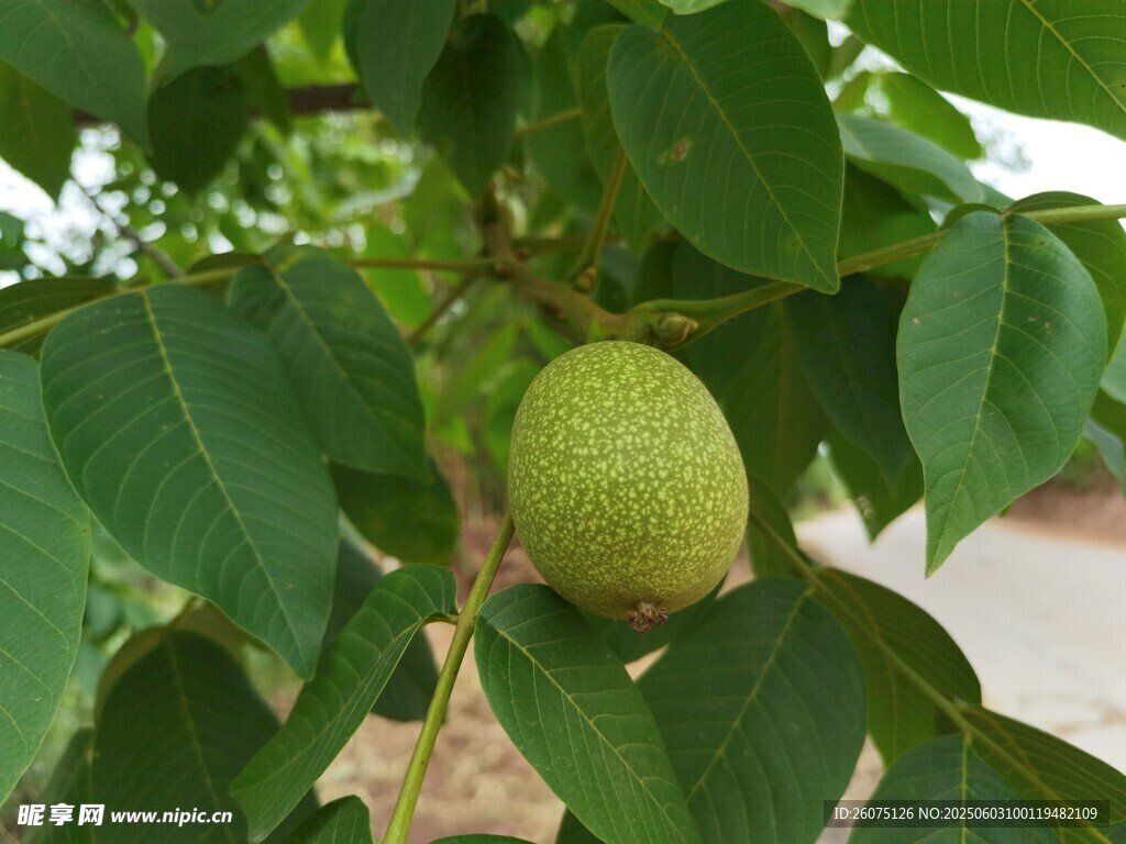 青皮核桃