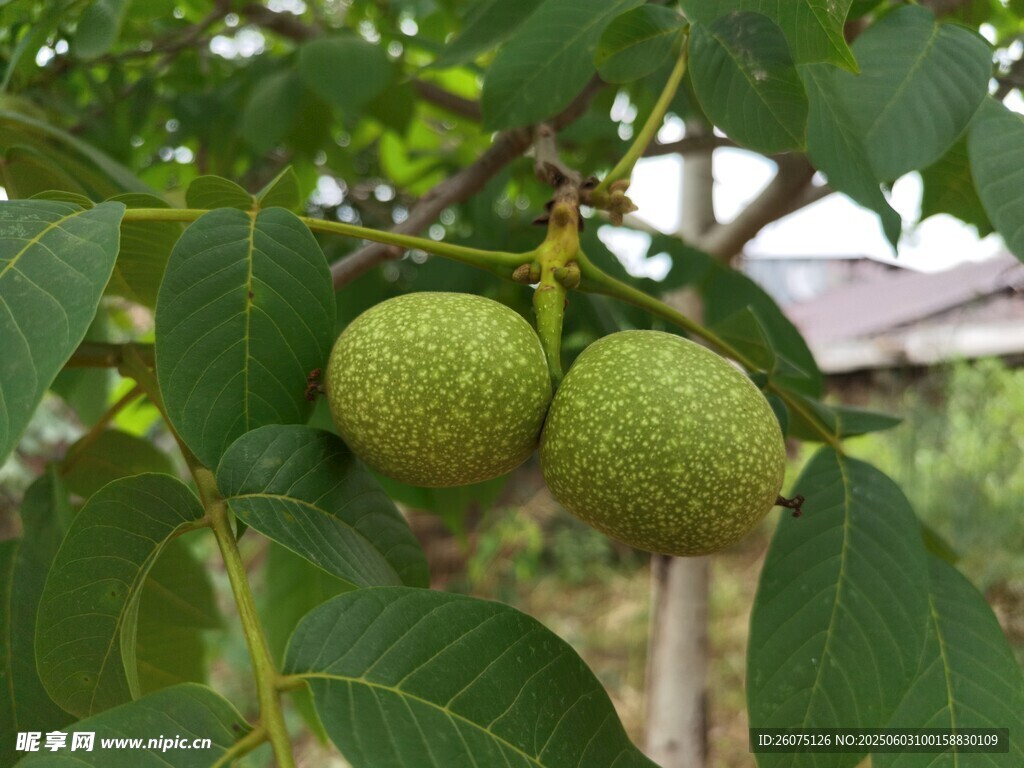 青核桃