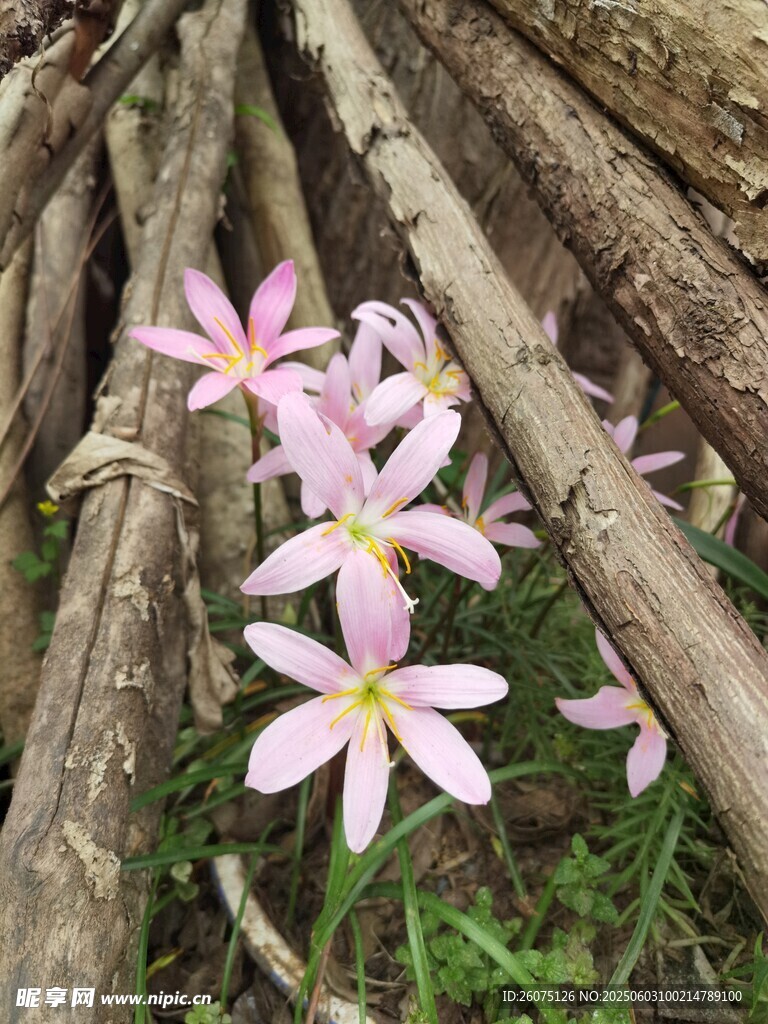 水仙花