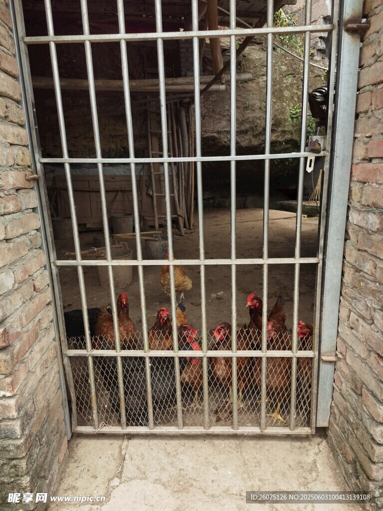 鸡舍