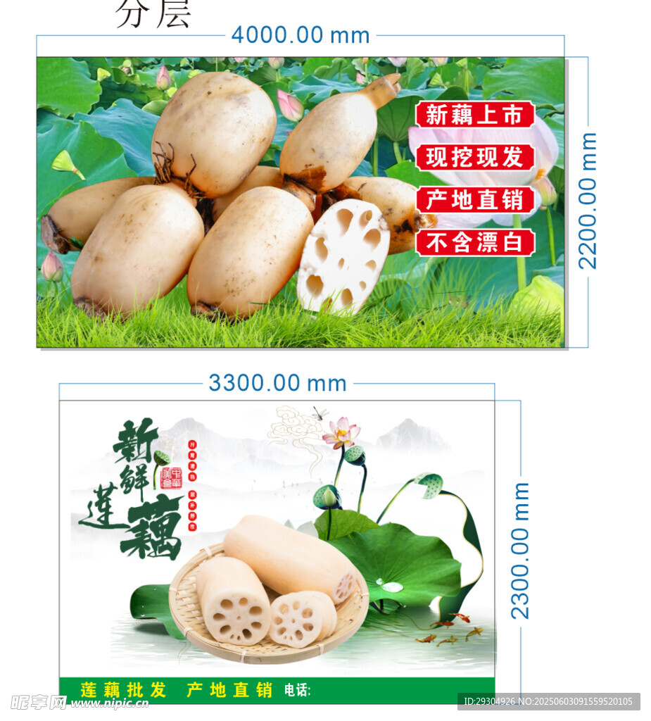 新鲜莲藕促销海报展示