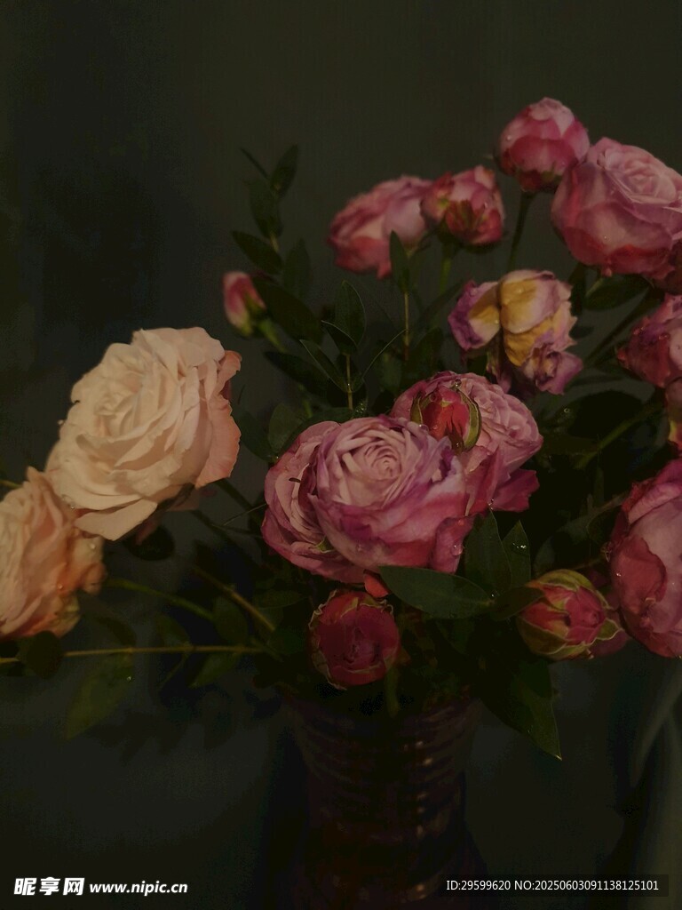 玫瑰