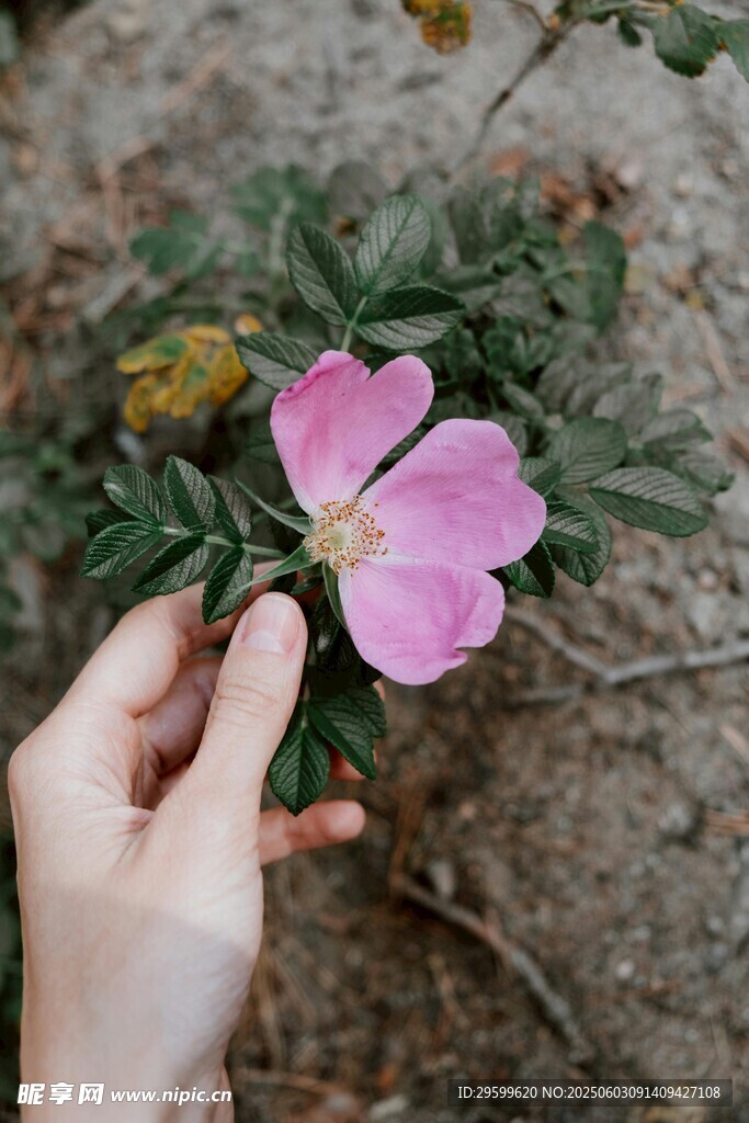 手触娇艳粉色小花