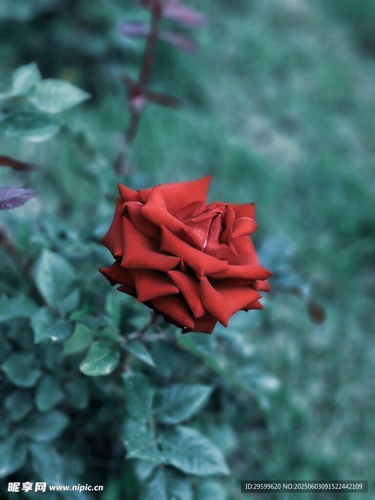 娇艳红玫瑰绽放绿叶间