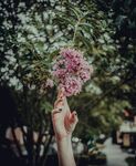 手捧繁花 