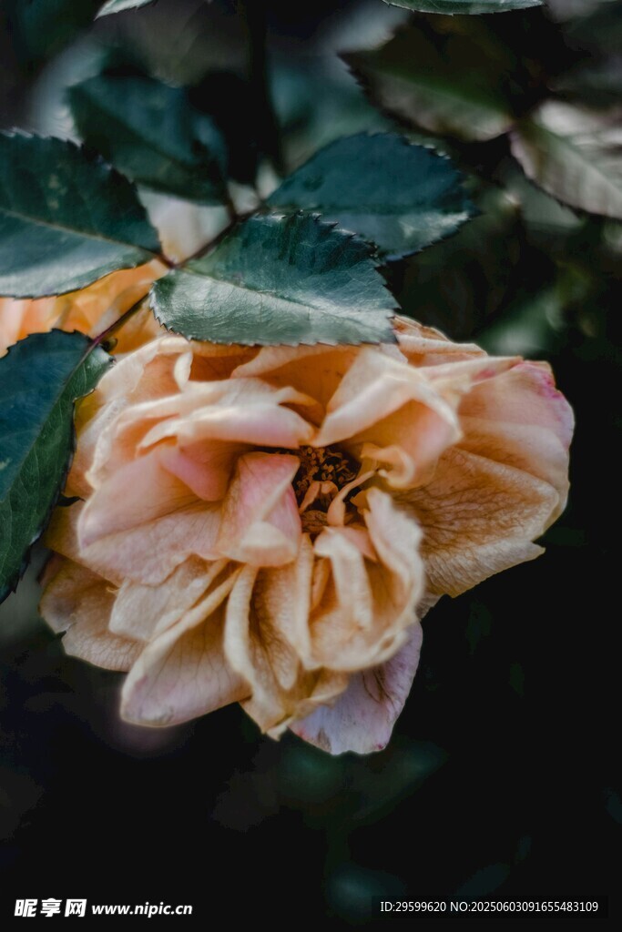 柔美淡粉月季花特写