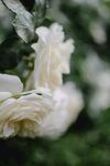  白玫瑰花