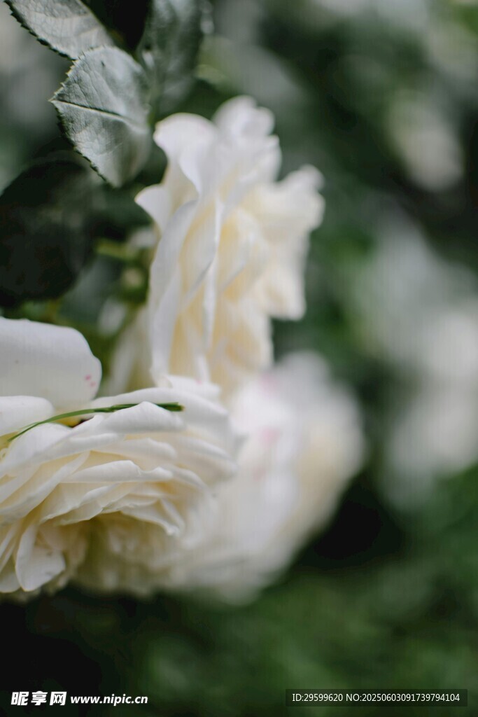  白玫瑰花