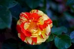 多彩条纹月季花