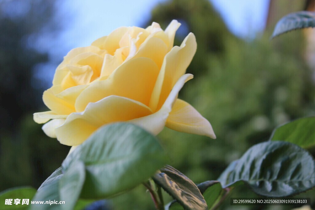 黄色娇艳月季花