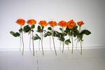 橙色花朵排列展示