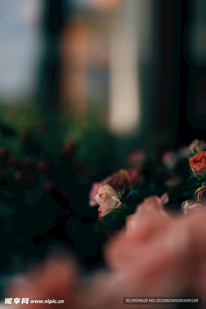 娇艳花卉近景特写
