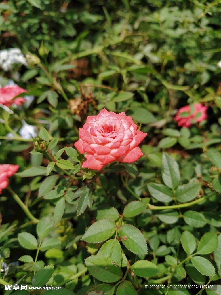  月季花