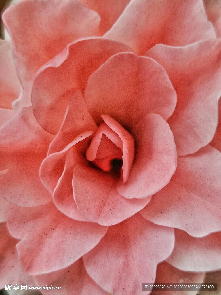 粉色娇艳花朵特写