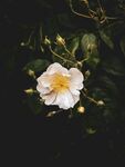 白色花朵绽放枝头