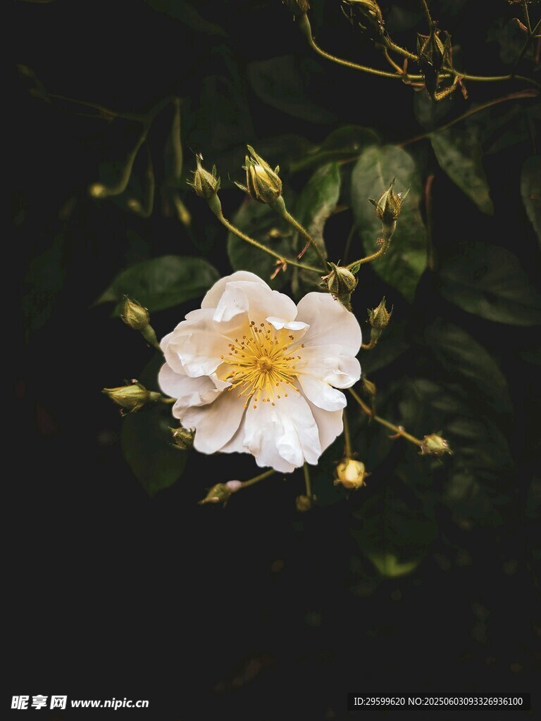 白色花朵绽放枝头