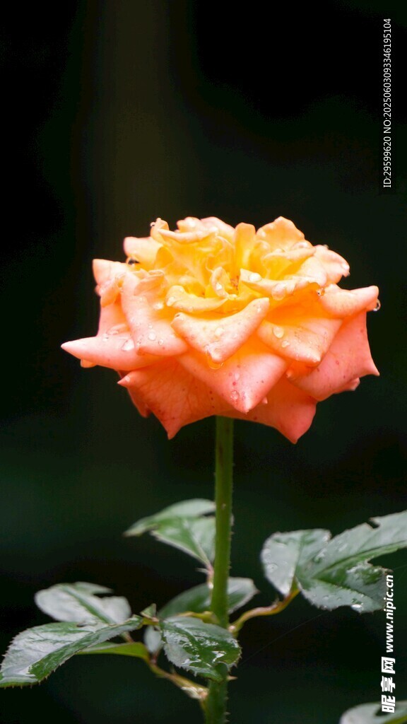 橙黄色娇艳月季花