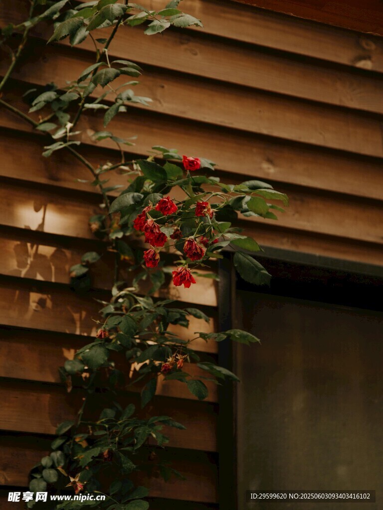 木质墙旁的艳丽花卉