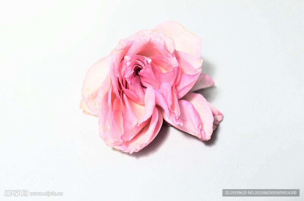 粉色柔美花朵特写