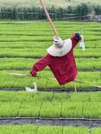 稻草人特写