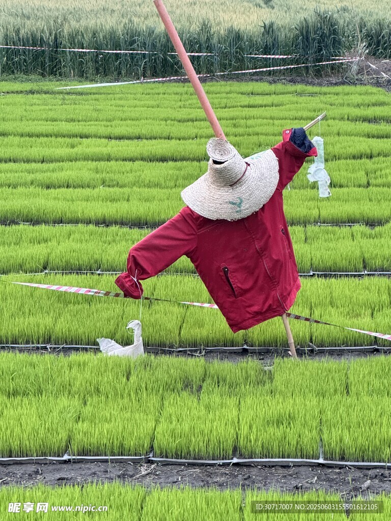 稻草人特写