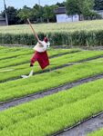 田野里的稻草人