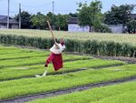 稻草人