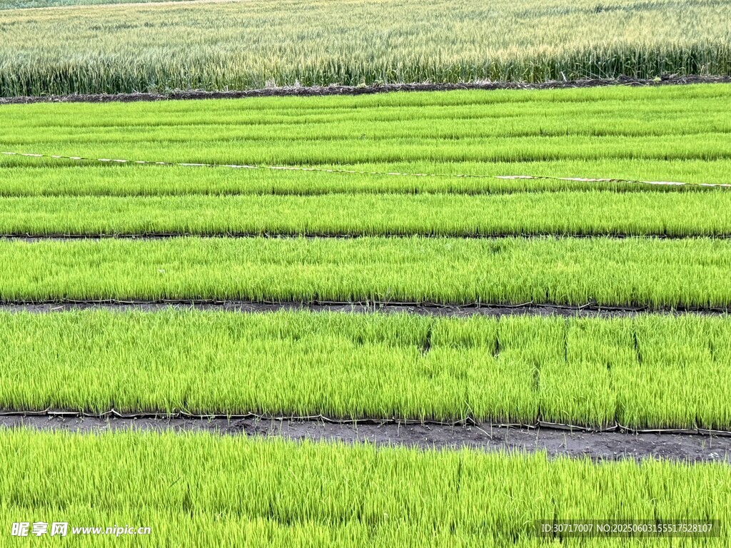翠绿整齐的农田景观
